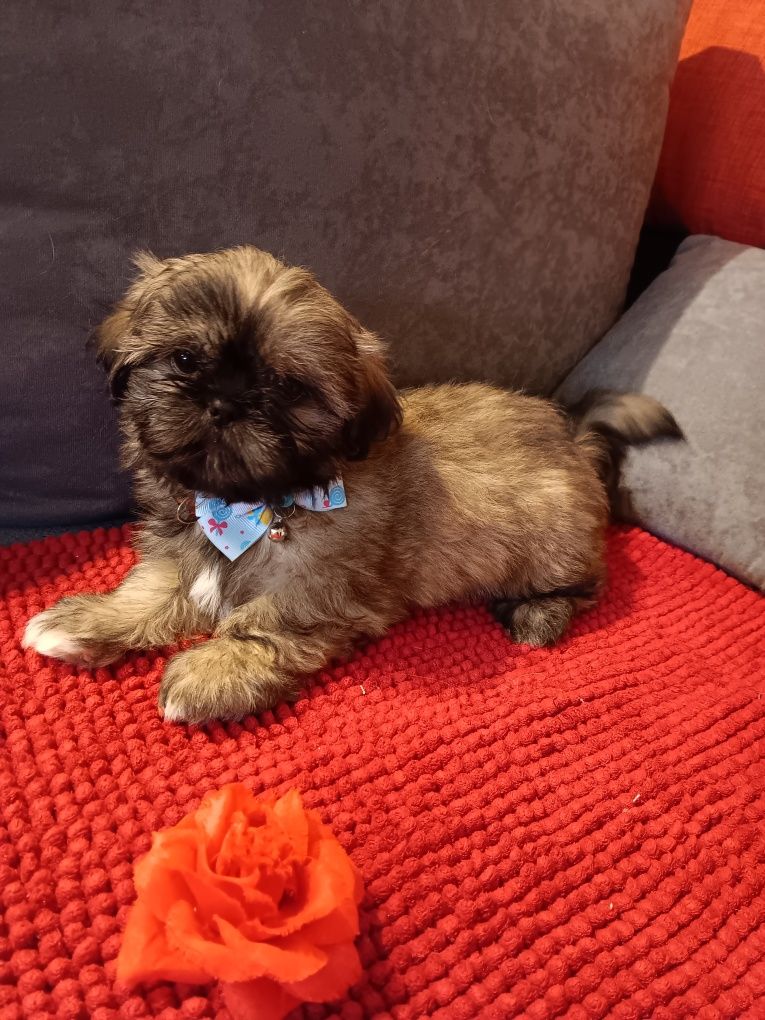 Shih Tzu Sunia- Słodziak