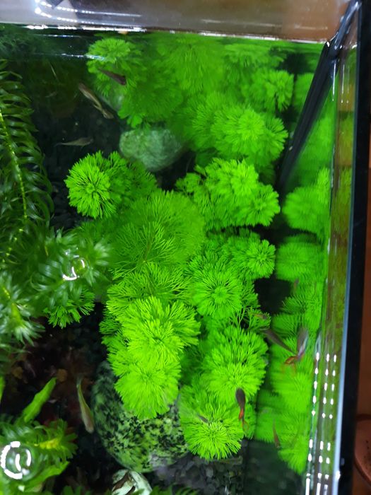 Roślina akwariowa Limnophila Sessiliflora