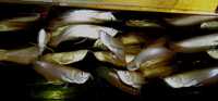 Арована Срібна Оsteoglossum Bicirrhosum. Рідкісні акваріумні рибки.