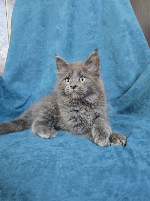 Неперевершені кошенята Мейн-кун