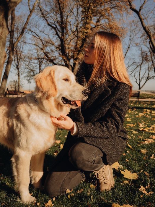 Золотистый ретривер кобель для вязки