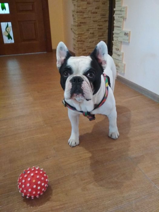 Перетримка тварин