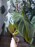 Philodendron splendid