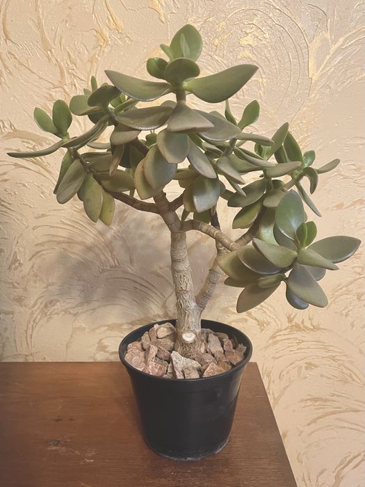 Денежное дерево Красула возраст 3года Возможна пересылка НП