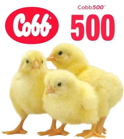 Суточный Бройлер Кобб 500, мясо-яичные цыплята, несушки, утята Муларда