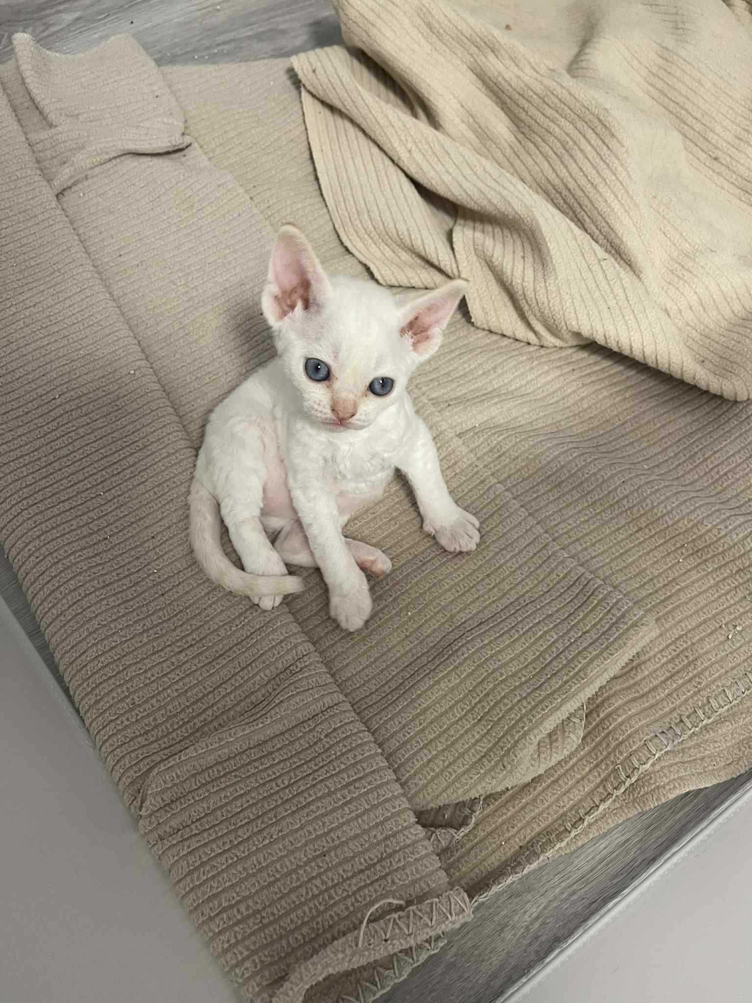 Piękny kocurek DEVON REX Fpl Drx