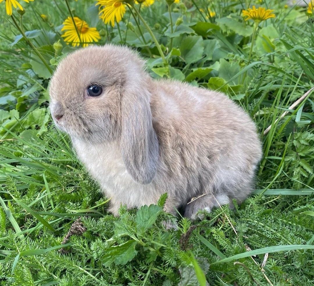 KIT Coelhos anões orelhudos, mini lop super inteligentes e dóceis