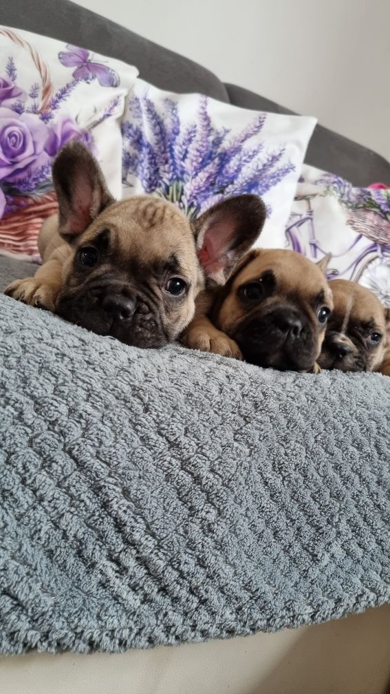 Buldog francuski pies