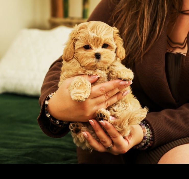 VIP лакшері міні хлопчики цуценята мальтіпу ф1. Мальтіпу. Цуценя