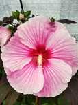 Hibiscus Bagienny Bylinowy XXL Ketmia Hibiskus