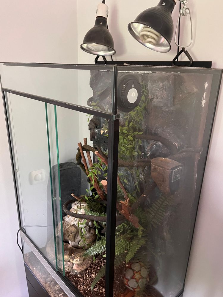 Terrário completo para reptil