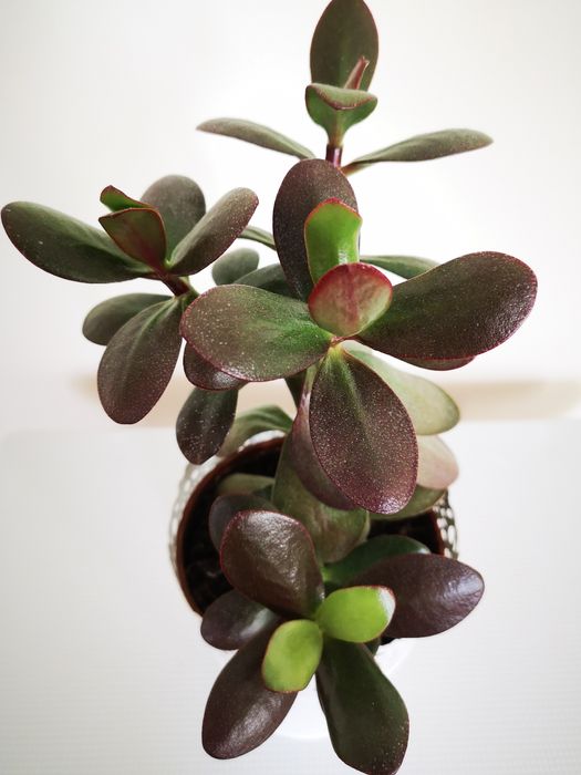 Drzewko szczęścia inaczej grubosz crassula