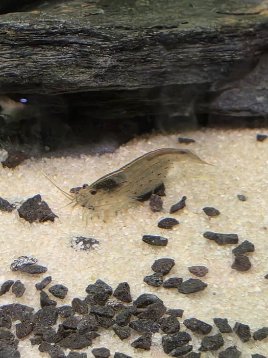 Rybki do akwarium - Krewetki Amano