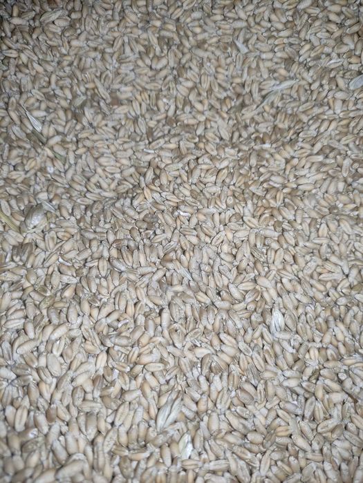 Pszenica przewódka  jara Goplana