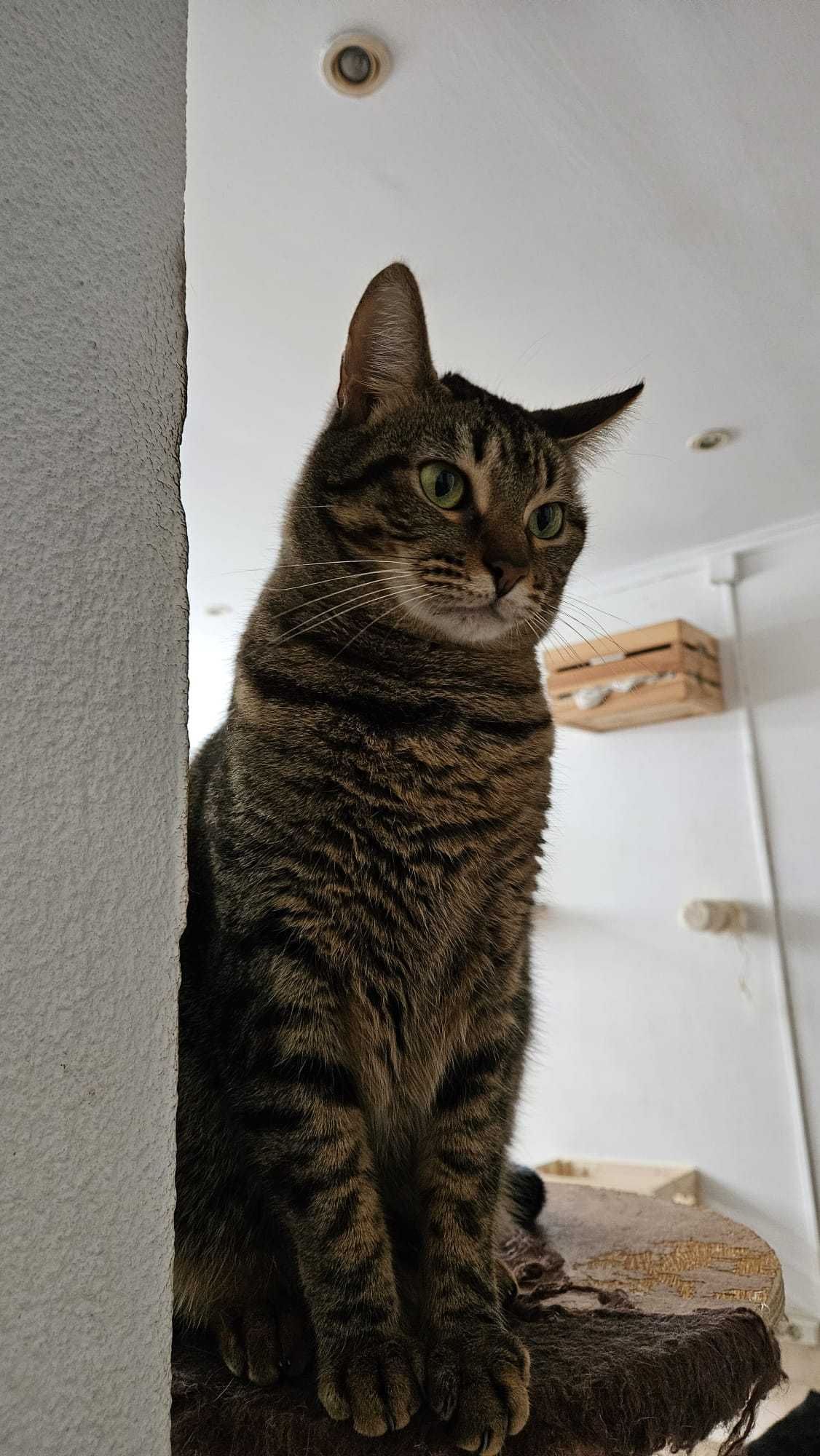 Gatinha Molly para adopção