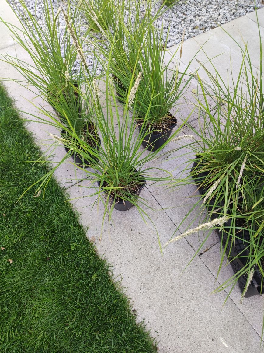 Trawa sadzonki sesleria jesienna