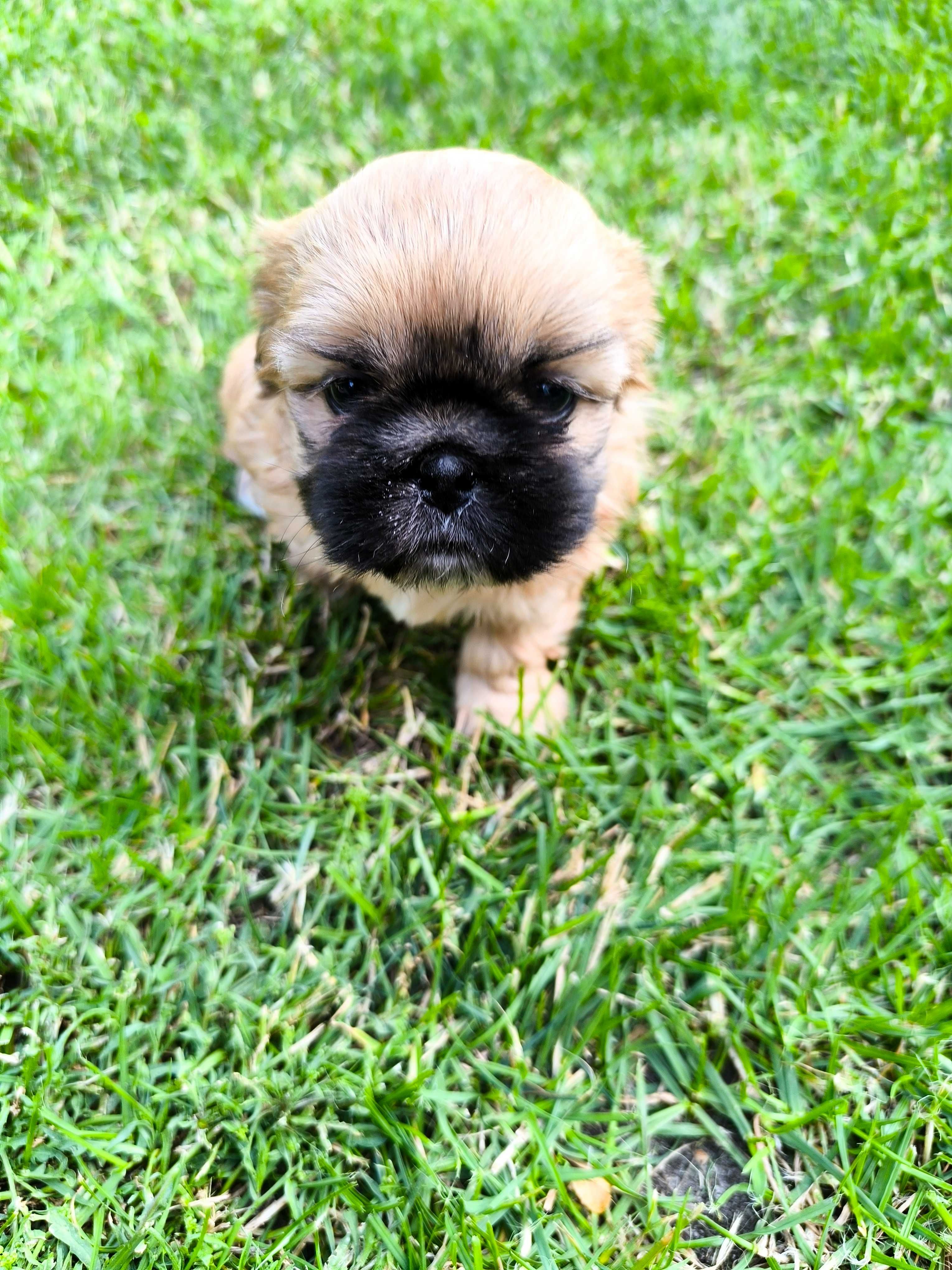 Shih-Tzu (Piesek)
