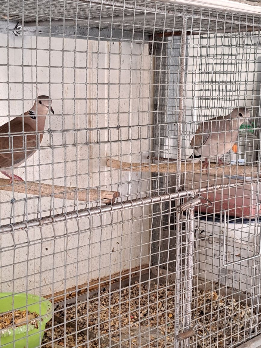 Aves criadas em casa