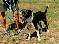 2 letni Timon w typie border collie i TTB szuka domu stałego lub tymcz