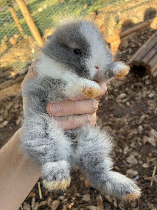 Coelhos anões Angorá nascidos a 7 Nov