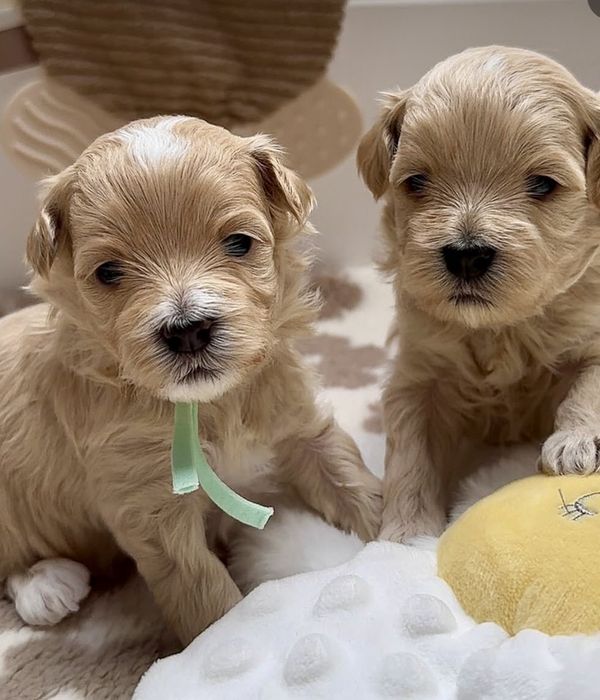 Mini Maltipoo F1  до Свят