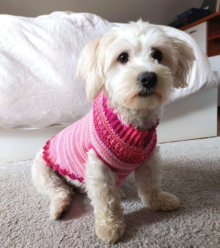 Sweter dla psa, suczki, handmade