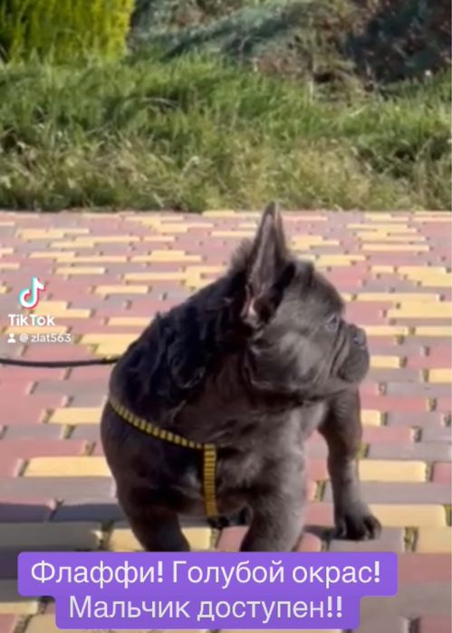 Шоу класса голубой французик Флаффи