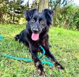 Mała, młoda i piękna sunia do adopcji