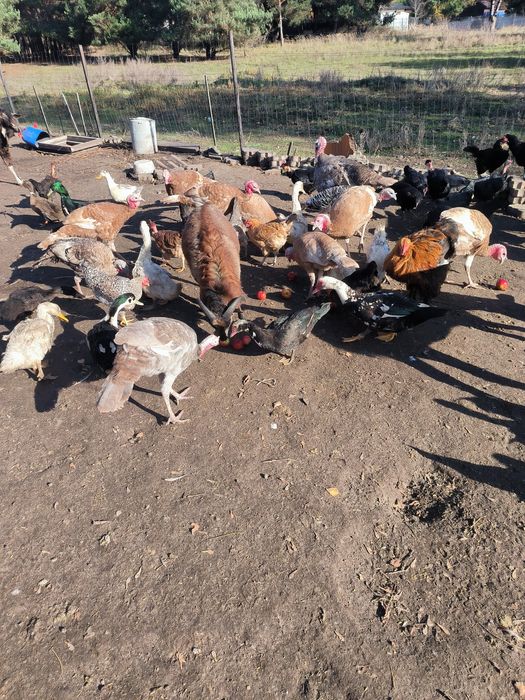 Drób ozdobny 25 rok