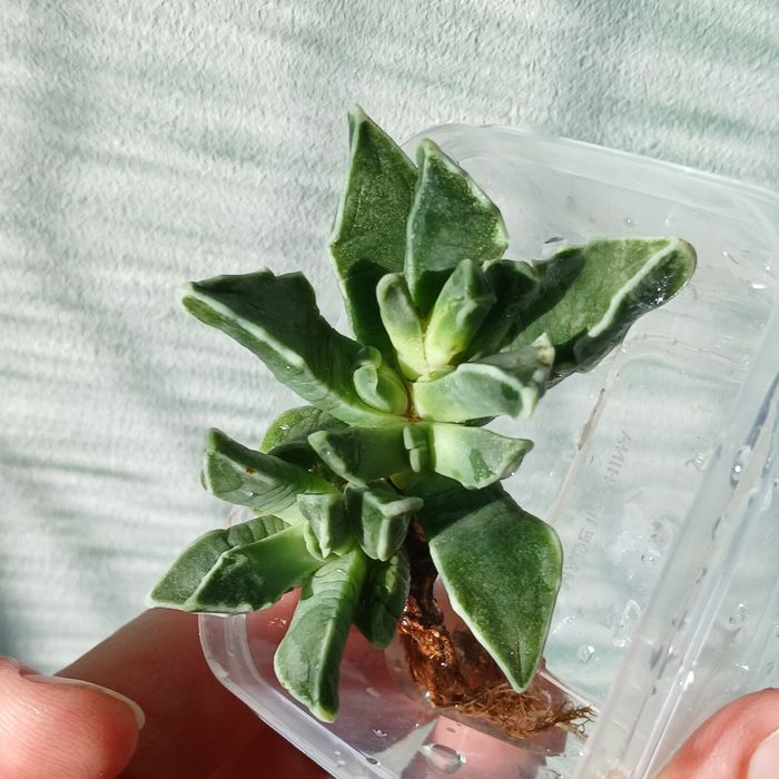 Фаукарія.Faukaria.з діткою.