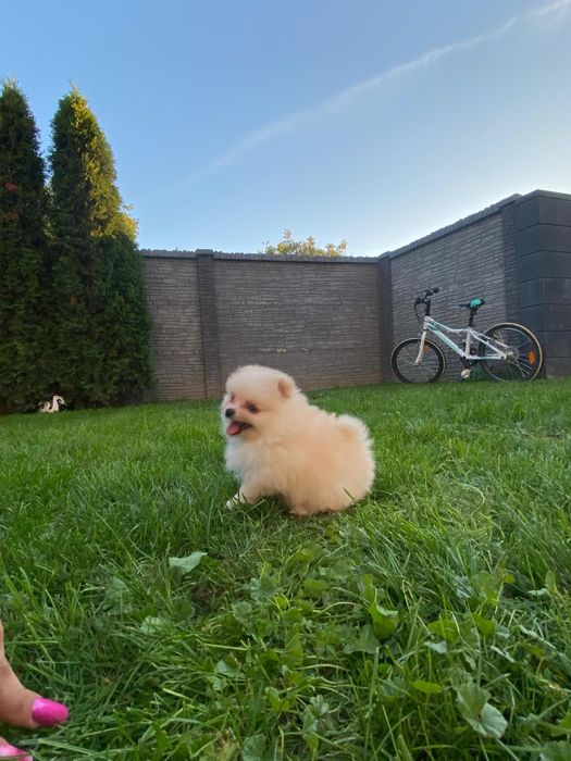 Pomeranian Szpic Miniaturowy Suczka Dziewczynka