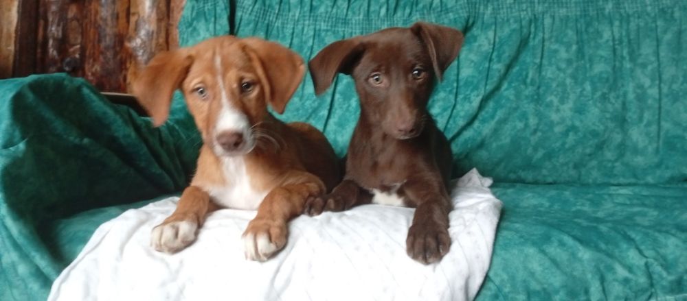 Cachorrinha para Adoção