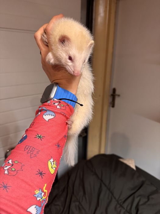 Fretka - samica albino mloda REZERWOWANA