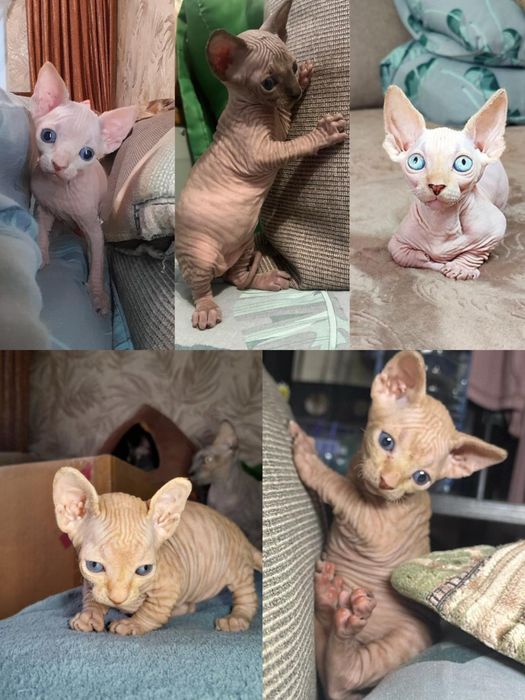 Котики - конадські сфінкси