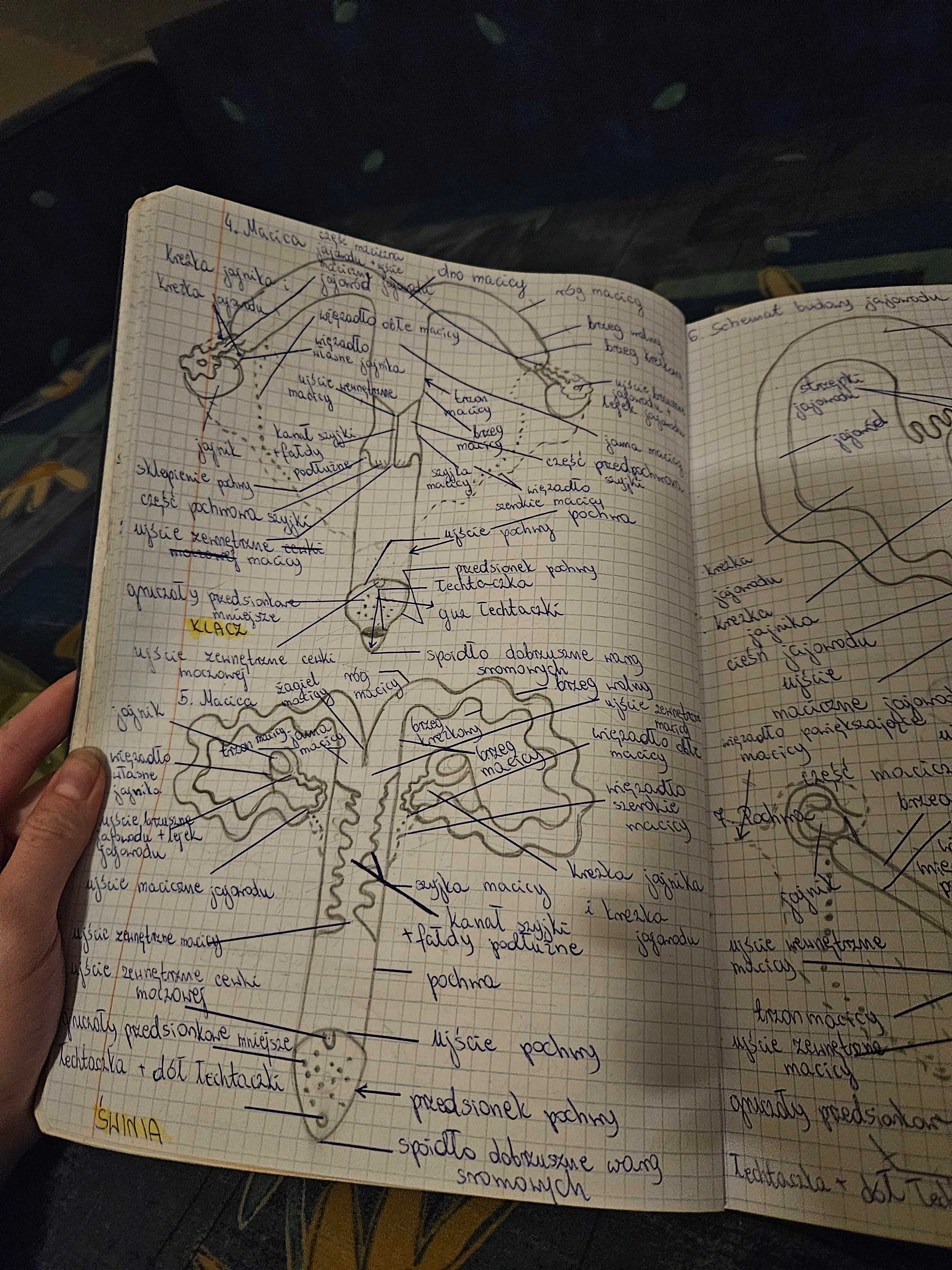 Anatomia zwierząt