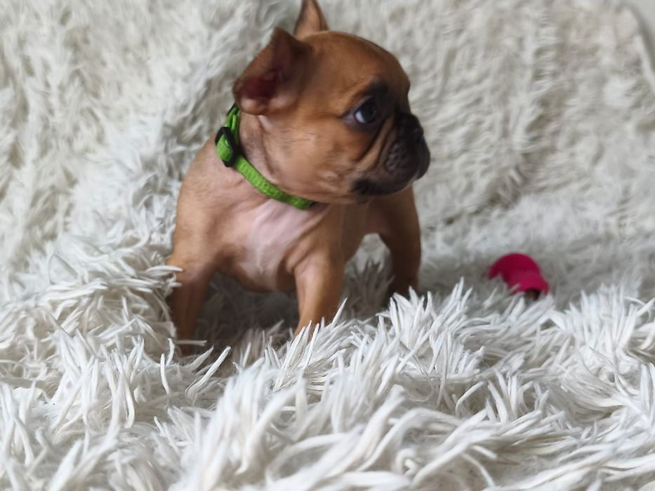 Buldog Francuski
