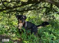 1,5 roczny , 14 kg Lolek do adopcji