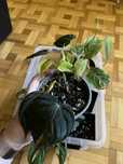 Philodendron micans variegata + monstera