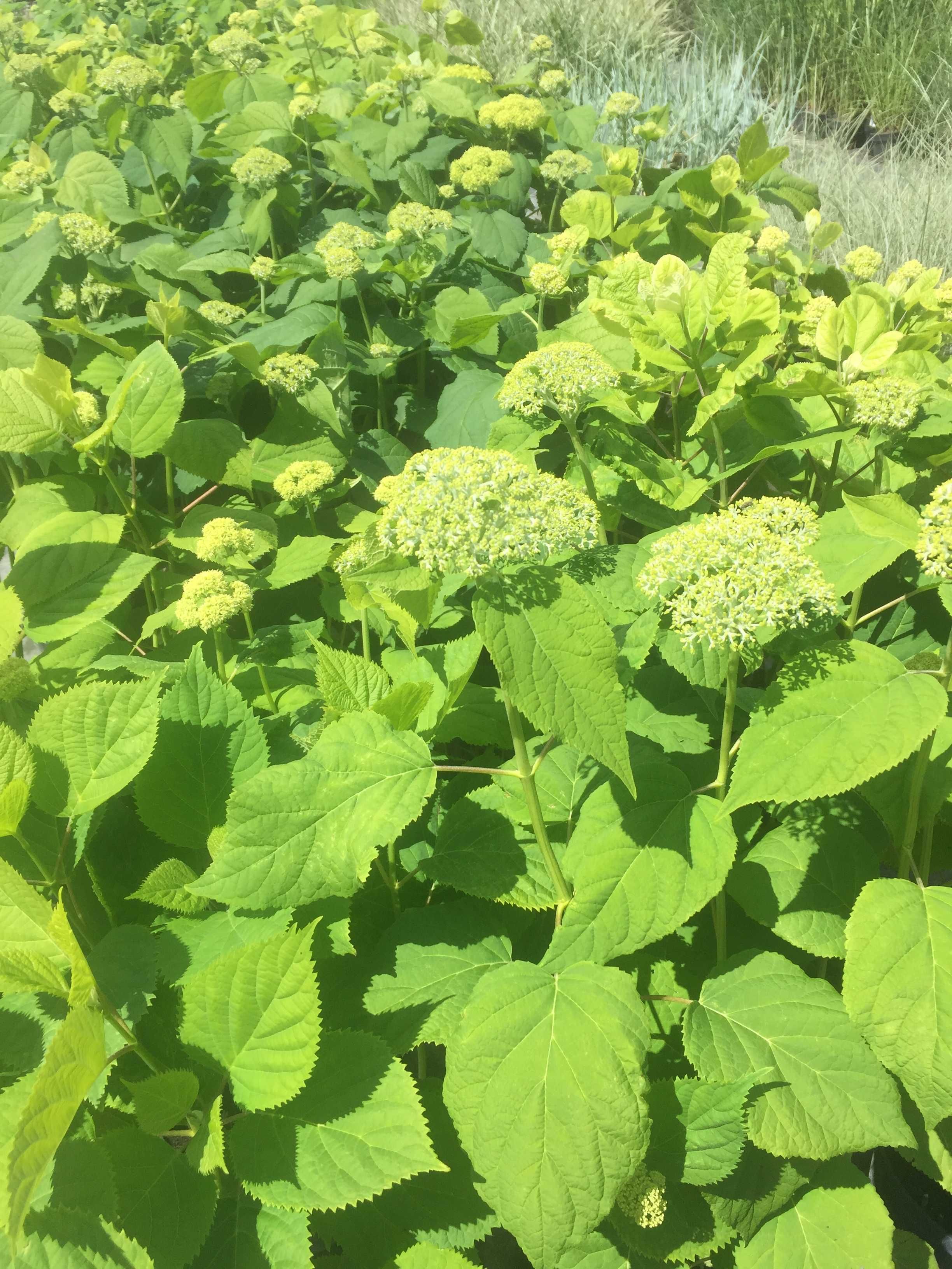 Hortensje bukietowe