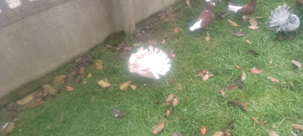 Pawiki czerwony samiec i żółta na lecie samica