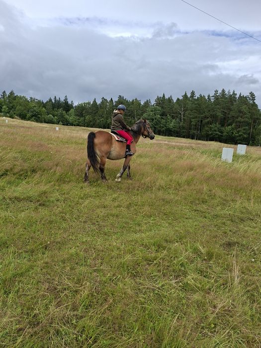 Sprzedam klacz zimnokrwistą