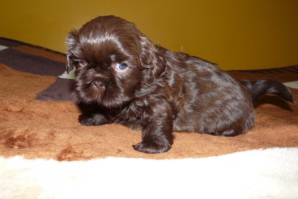 Shih Tzu, suczka Gabi do odbioru od 18 października.