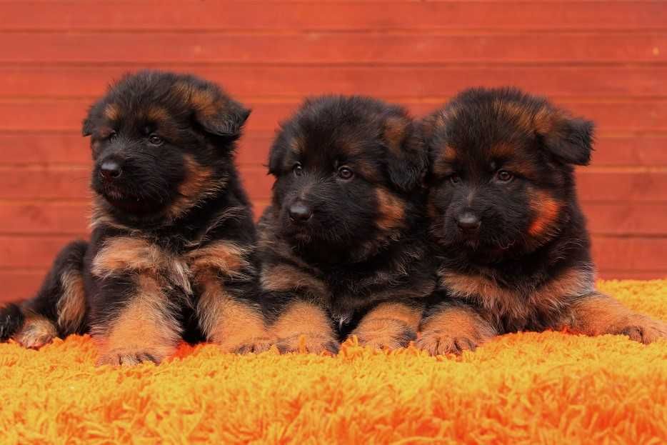 Owczarek Niemiecki Długowłosy FCI ( ZKwP ) Z RODOWODEM  POTĘŻNE !!!