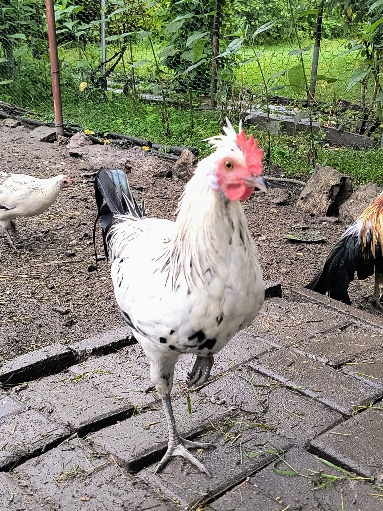 Sprzedam kury i koguty