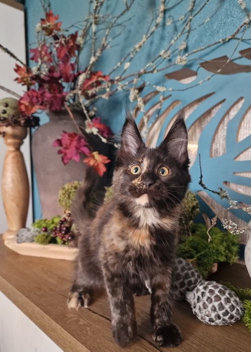 Maine Coon kocięta cudowna kotka