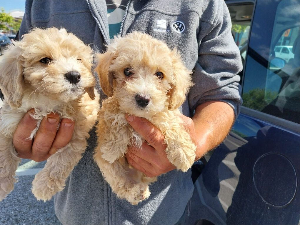 Cachoro maltipoo