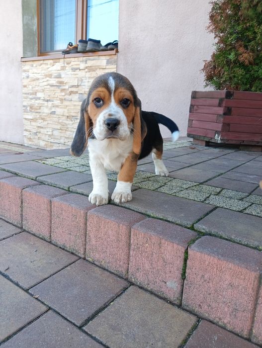 Beagle trikolor -piesek