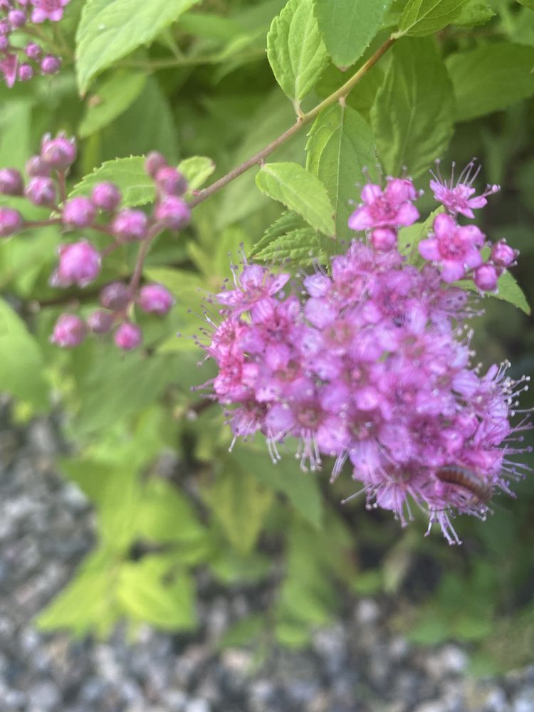 Hortensja Anabel ,Tawuła cytrynowa wieloletnie.
