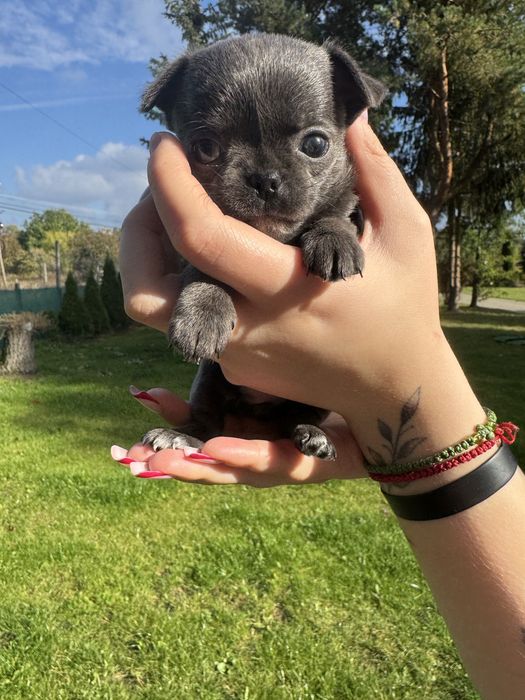 Sunia chichuahua xxl