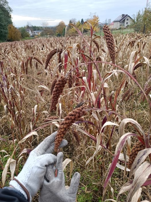 Sprzedam proso senegalskie czerwone w kłosach ekologiczne 500g